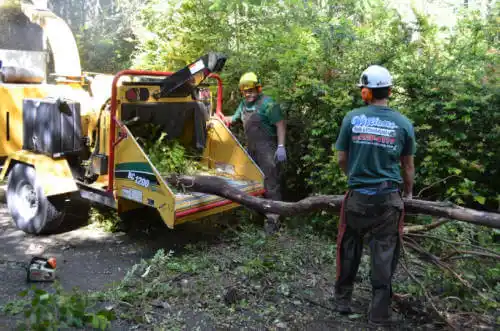 tree services East Peoria